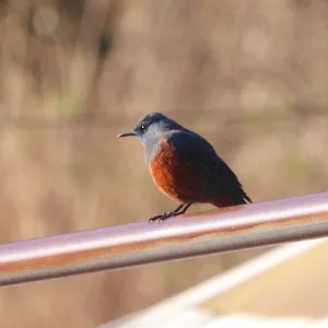 野鳥の写真