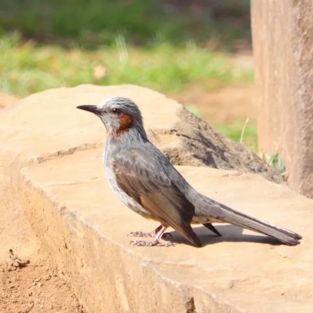 野鳥の写真