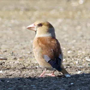 野鳥の写真