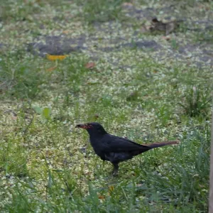 野鳥の写真