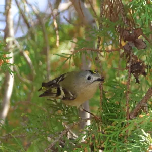 野鳥の写真