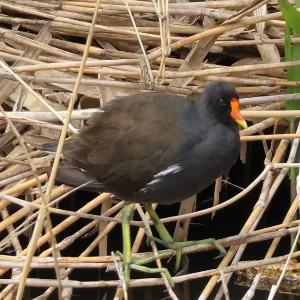野鳥の写真