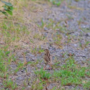 野鳥の写真