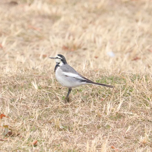 野鳥の写真