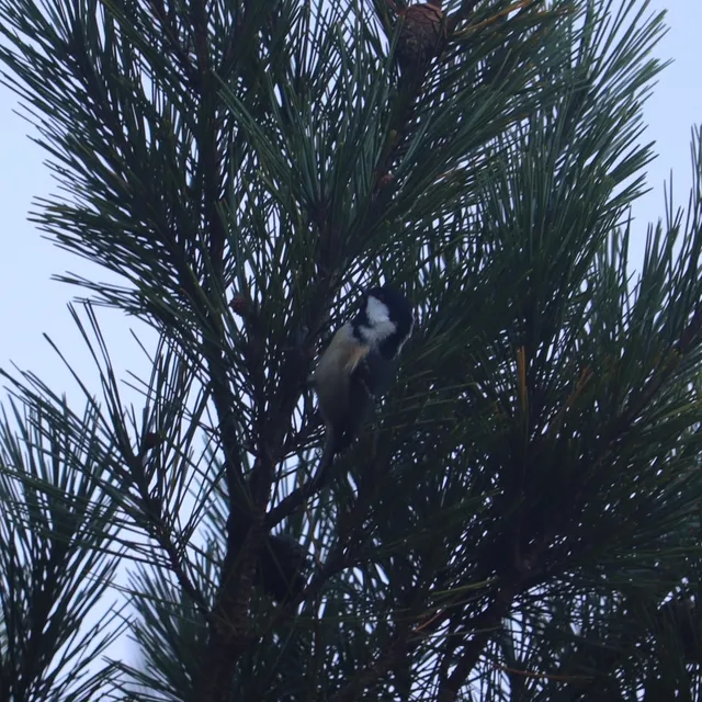 野鳥の写真