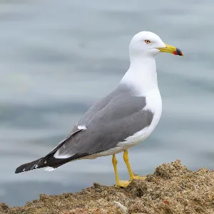 野鳥の写真