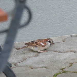 野鳥の写真