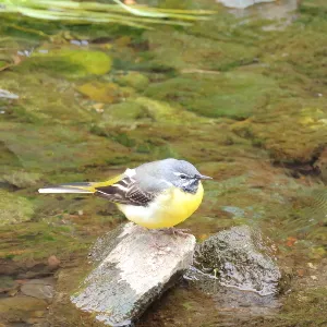 野鳥の写真