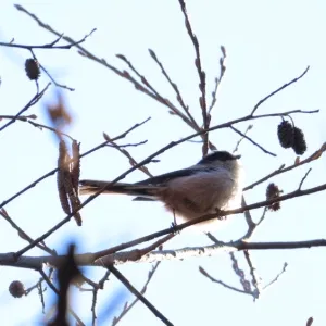 野鳥の写真