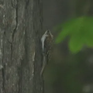 野鳥の写真