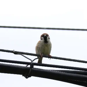 野鳥の写真