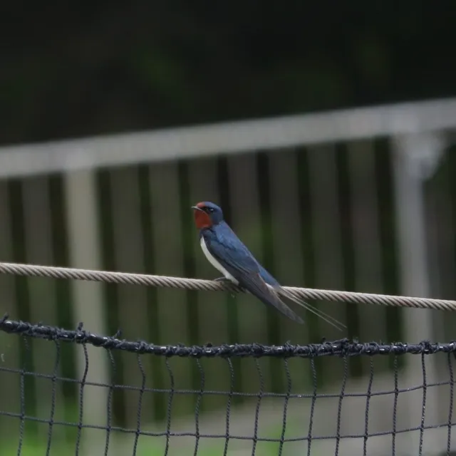 野鳥の写真