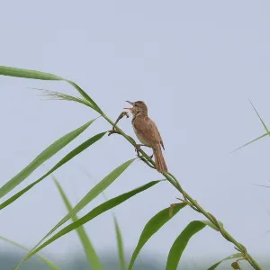 野鳥の写真