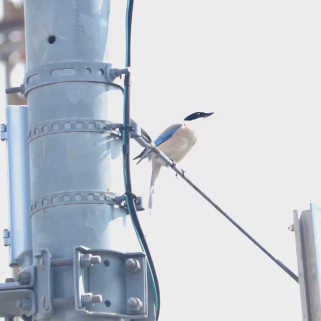 野鳥の写真
