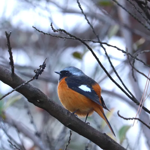 野鳥の写真