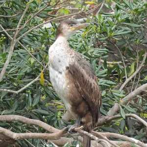 野鳥の写真