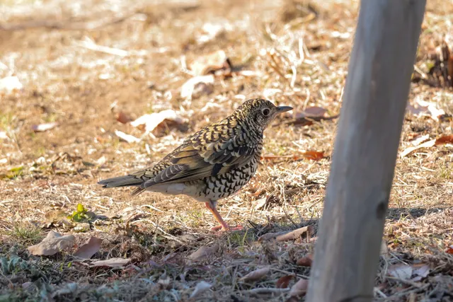 野鳥の写真
