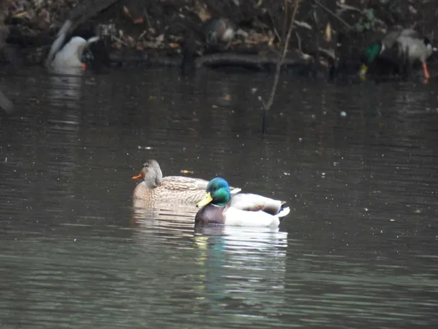 Species Image