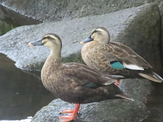Species Image