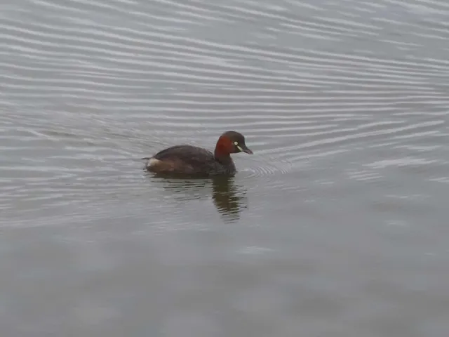 Species Image