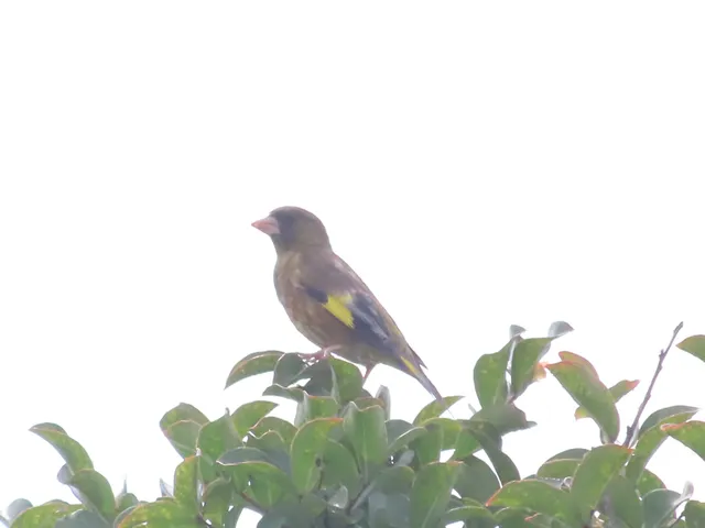 Species Image