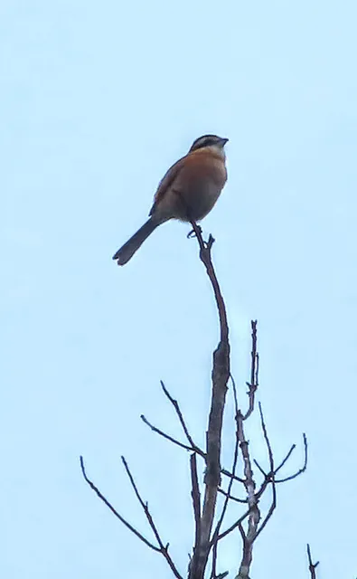 Species Image