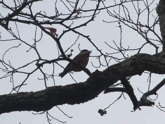 Species Image