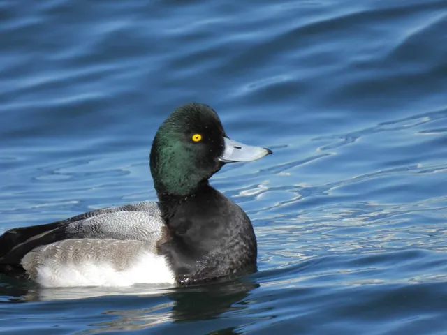 Species Image