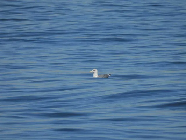 Species Image