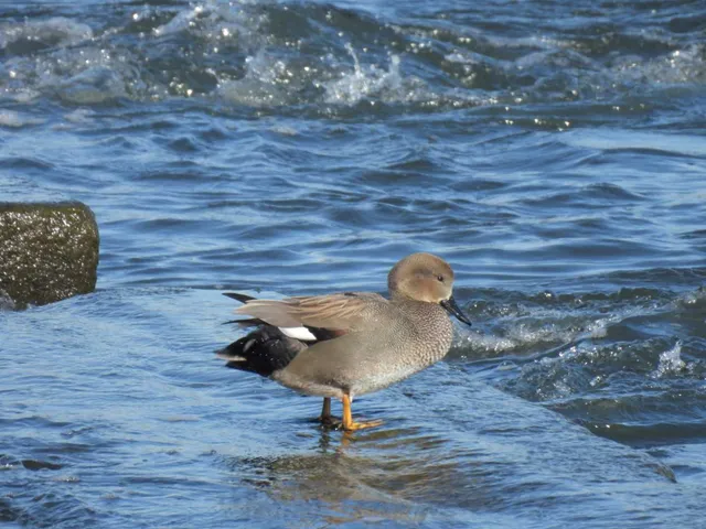 Species Image