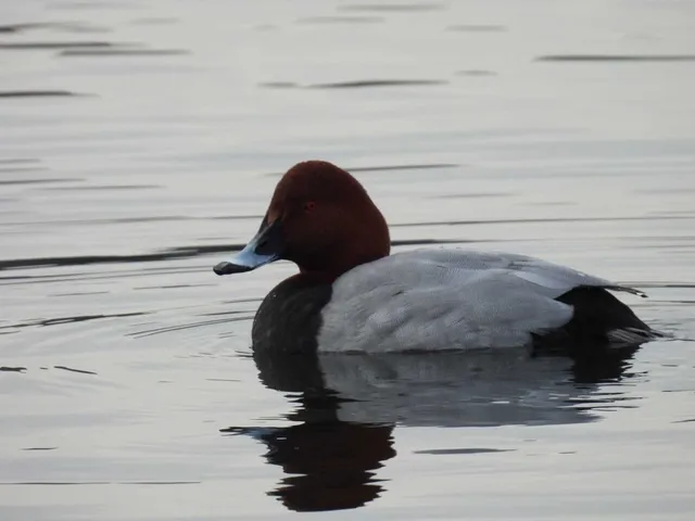 Species Image