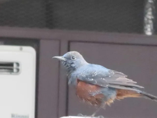 Species Image