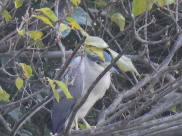 Species Image