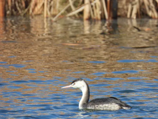 Species Image