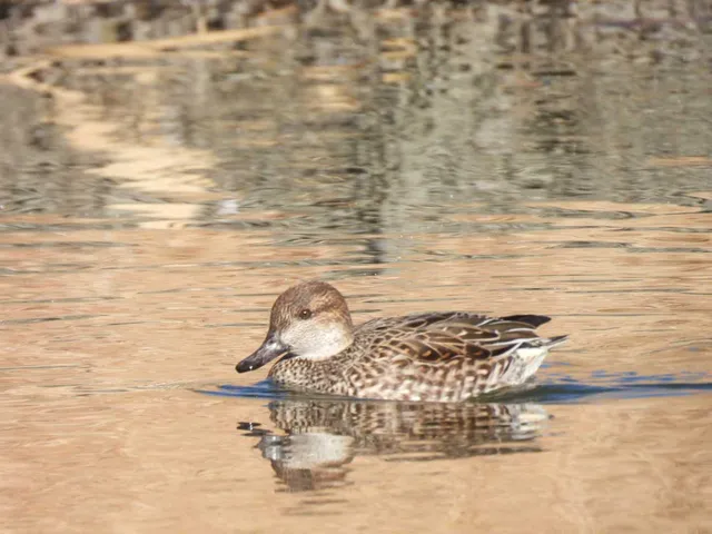 Species Image