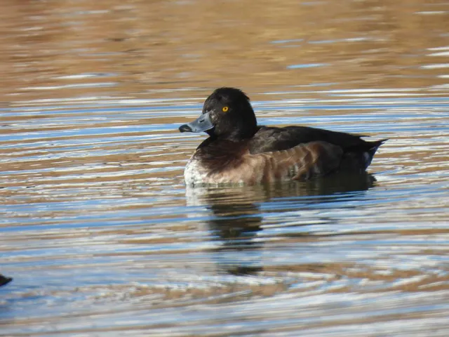 Species Image