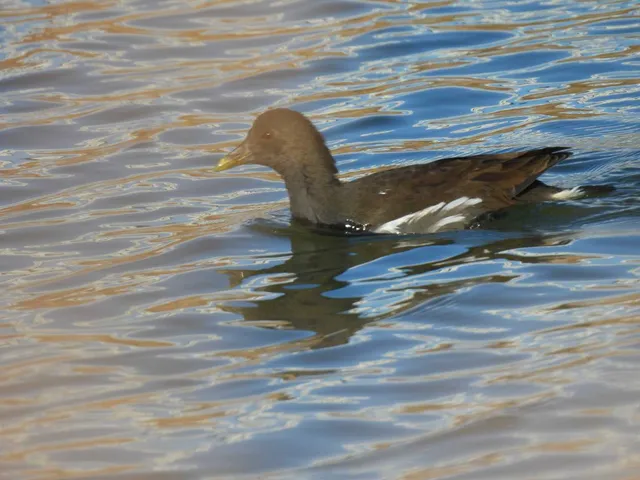 Species Image