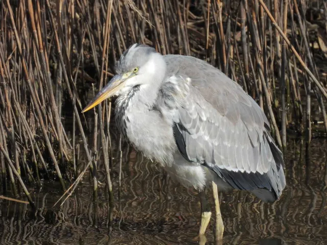Species Image