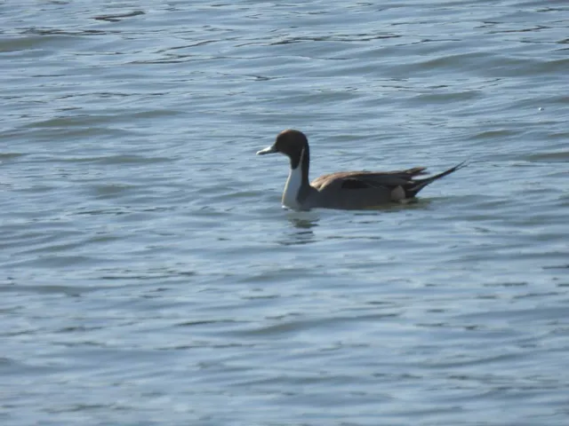 Species Image