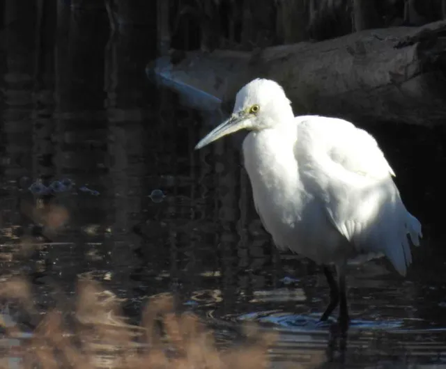 Species Image