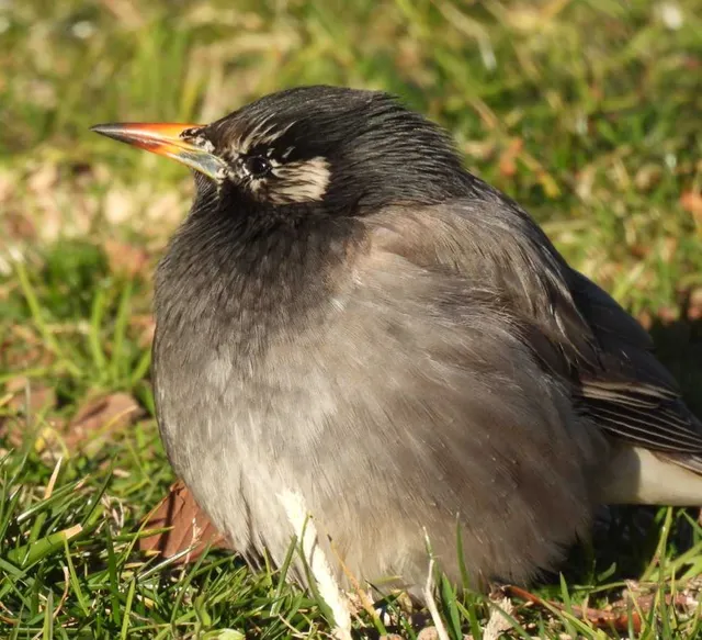 Species Image