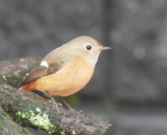 Species Image