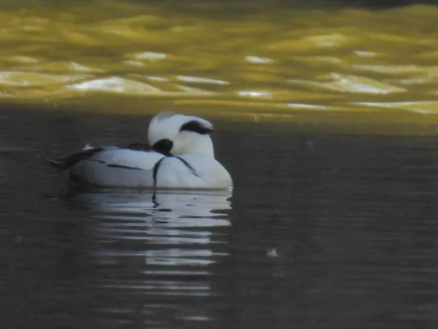 Species Image