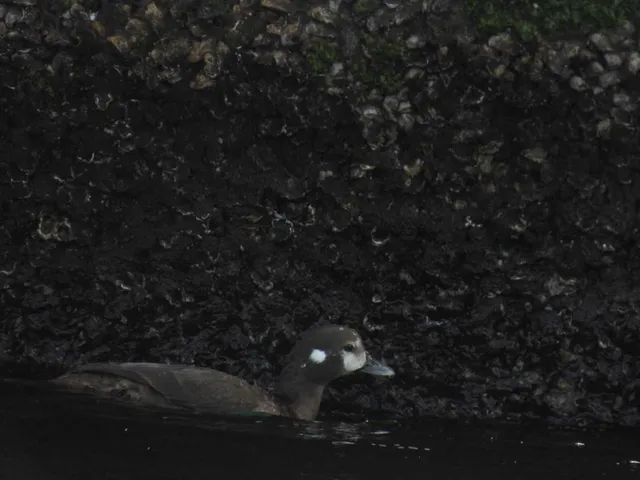 Species Image