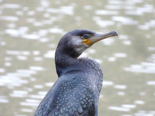 Species Image