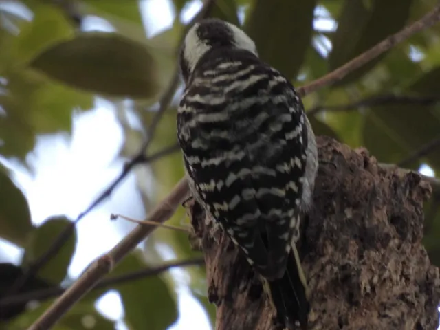 Species Image