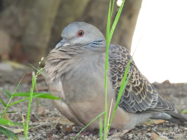 Species Image