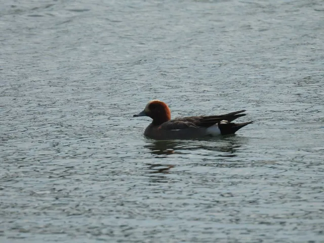 Species Image