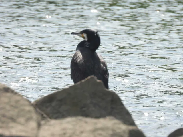 Species Image