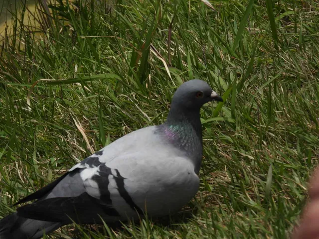 Species Image